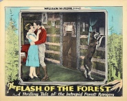 The Flash of the Forest