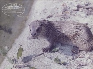 Lutra