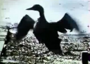 Marée noire et colère rouge