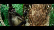 Return of the Spider Monkeys