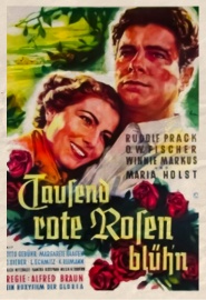Tausend rote Rosen blüh'n