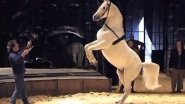 Une équitation sentimentale