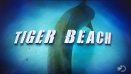 Tiger Shark Beach