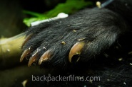 Wild Earth! The Andean Bear Story