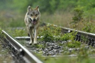 L'Odyssée du Loup