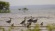 Flyways: the untold journey of migratory shorebirds