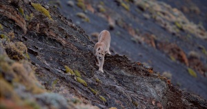 Pumas in Patagonia