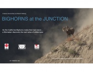 Bighorns at the Junction