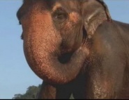 Losing the Elephants