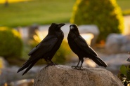 What Ravens Do