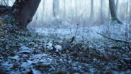 Silent Trees