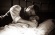 Larissa - The Lost Romanov?