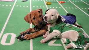 Great American Rescue Bowl 2025