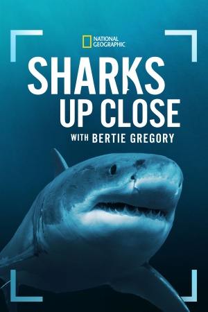 Sharks Up Close with Bertie Gregory