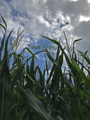 Knee High