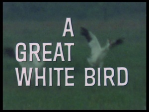 A Great White Bird