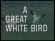 A Great White Bird