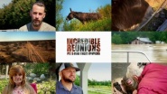 Incredible Reunions: Pets and their Owners