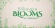 Billionaire Blooms at Christmas
