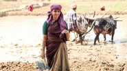 Vellai Yaanai