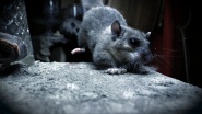 Wild Tales from the Village