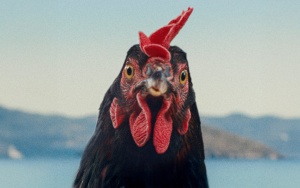 Hen