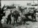 Packing Ammunition on Mules, Cuba