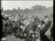 Pack Mules with Ammunition on the Santiago Trail, Cuba