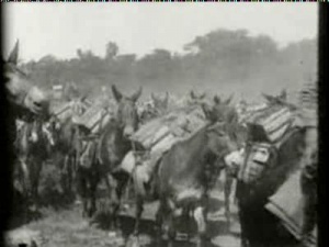 Pack Mules with Ammunition on the Santiago Trail, Cuba