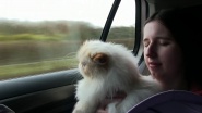 Cat Show