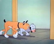 The Curious Puppy